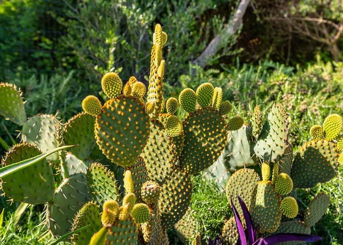 Апартаменты Dadic *