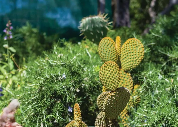 Dadic * Бибинье